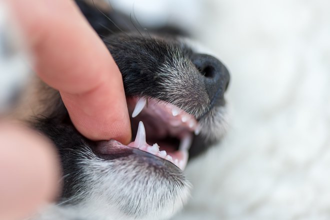Mlečni zobje so ostri, kar lastniki še kako dobro vedo. Foto: K_Thalhofer/Getty Images