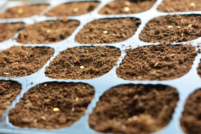 Preden jih posejemo, lahko semena za nekaj dni zavijemo v mokro brisačko in postavimo v bližino radiatorja. FOTO: getty Images