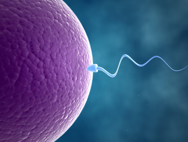 Zgodi se lahko ženskam, ki ovulirajo več kot enkrat na mesec. FOTO: Jezperklauzen/Getty Images
