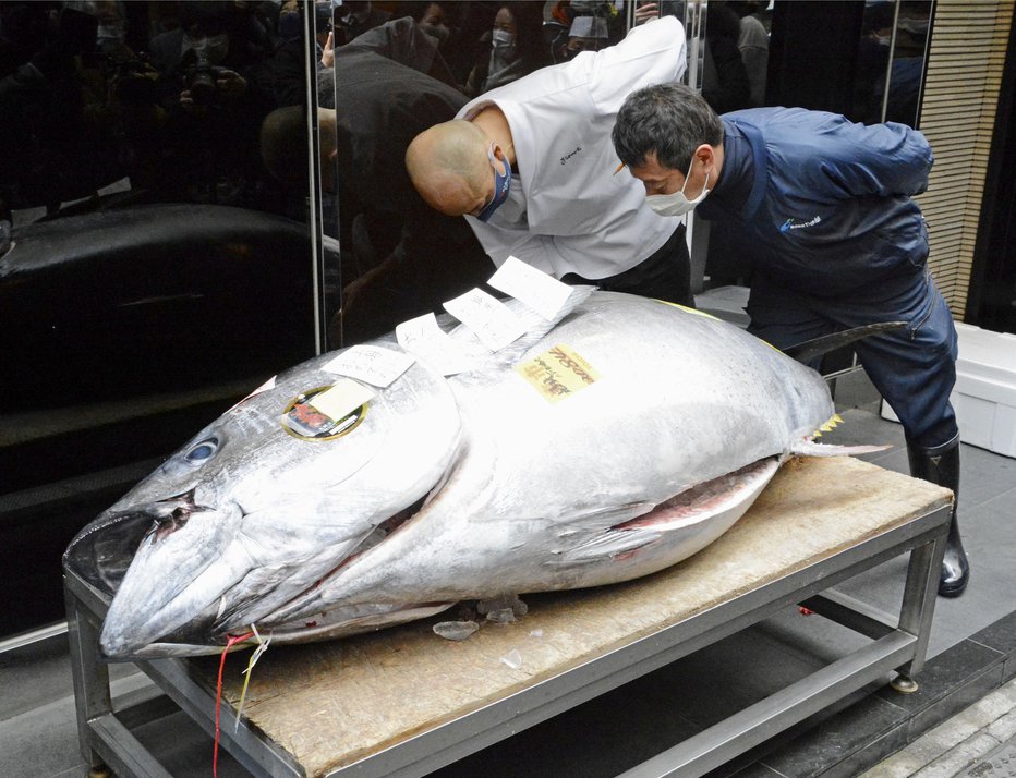 Fotografija: Zmagovalec tehta 208 kilogramov. FOTOGRAFIJI: Kyodo/Reuters