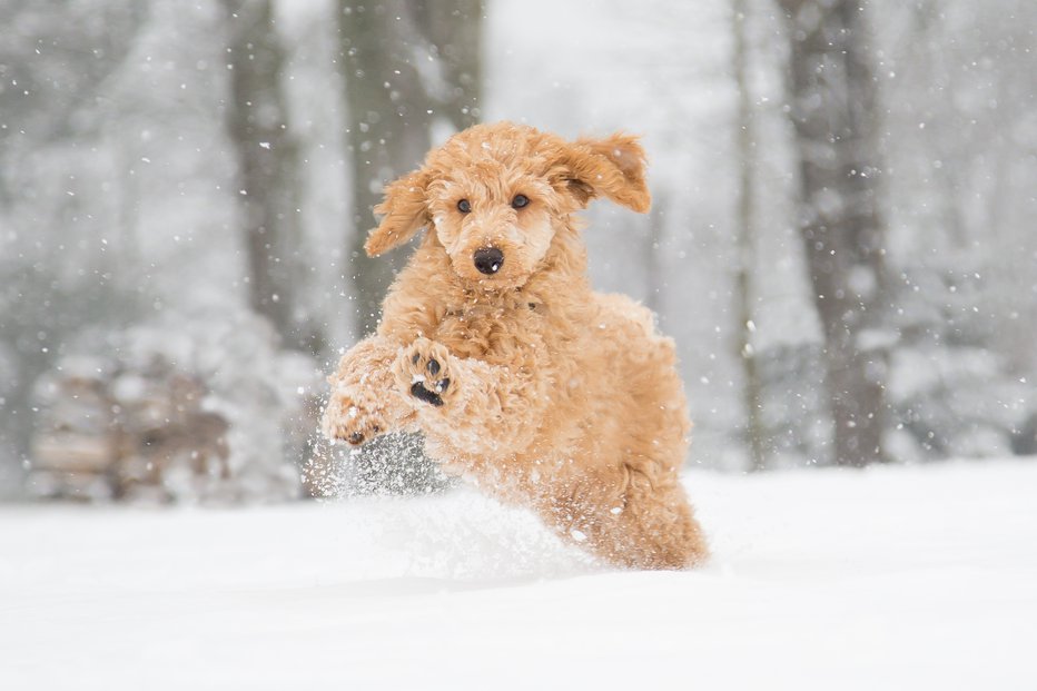 Fotografija: Sneg je tudi kužkom v veliko veselje. FOTO: Krisztian Juhasz/Getty Images