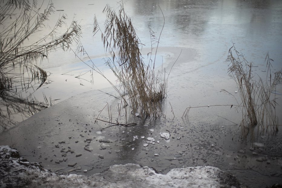 Fotografija: Zima in led na Koseškem bajerju. FOTO: Jure Eržen, Delo