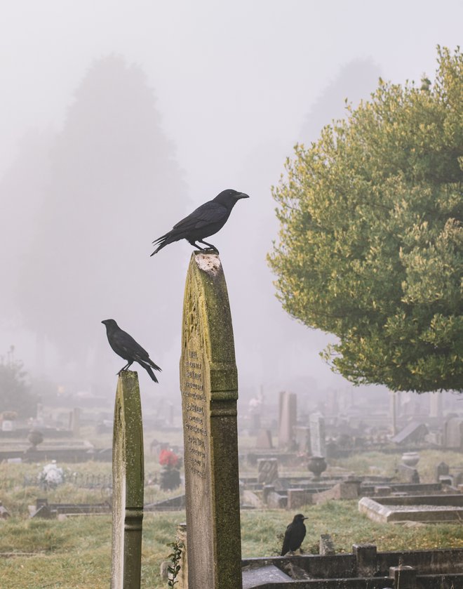 Te ptice povezujejo z mrtvimi, s čarovnicami in z dušami, ujetimi med svetovi, bili naj bi tudi prinašalci slabih novic. FOTO: Eliie Burgin/pexels