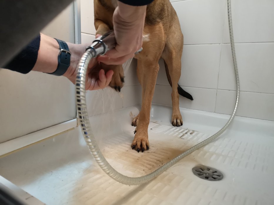 Fotografija: Pes pozna besede: »Kopalnica, tace.« Odkoraka naravnost v kabino za prhanje, se obrne in počaka, da se slečem. FOTO: Anja Germšek