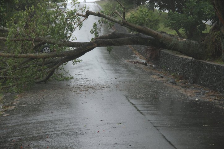 Fotografija: Podrto drevje je ponekod oviralo promet (simbolična fotografija). FOTO: Andesign101 Getty Images, Istockphoto