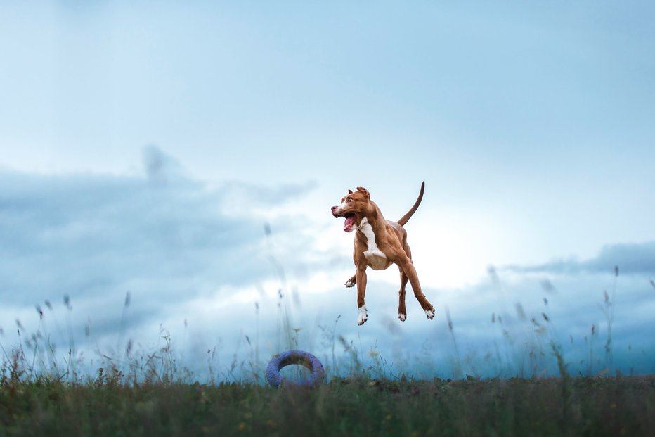 Fotografija: Ali tudi vaš pes kar skače od veselja, ko mu omenite sprehod? FOTO: Dezy, Shutterstock