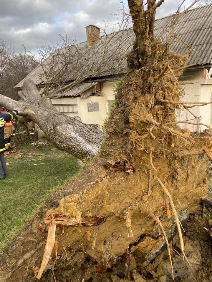 Fotografija: Veter je podrl drevo. Foto: PGD Ivanjkovci