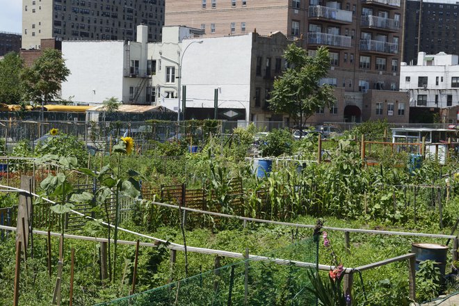 Urbano vrtnarjenje je vse bolj priljubljeno. FOTO: Boogich/ Getty Images