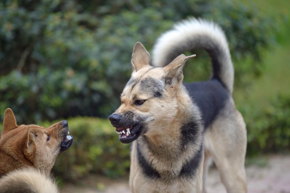 Fotografija: Med sovražno naravnana psa nikar ne segajte z roko. Foto: anakeseenadee/Getty Images