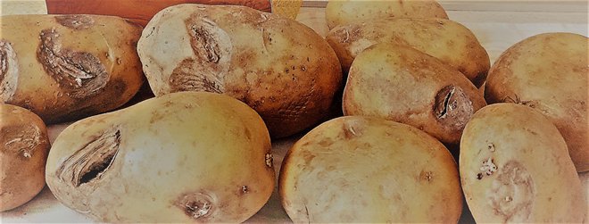 Bralkin slovenski krompir