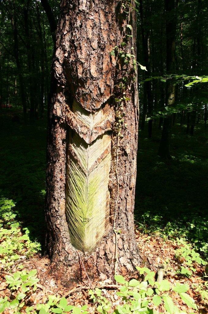 Fotografija: Na nekaterih drevesih v Slovenskih goricah so še vidne sledi smolarjenja.
