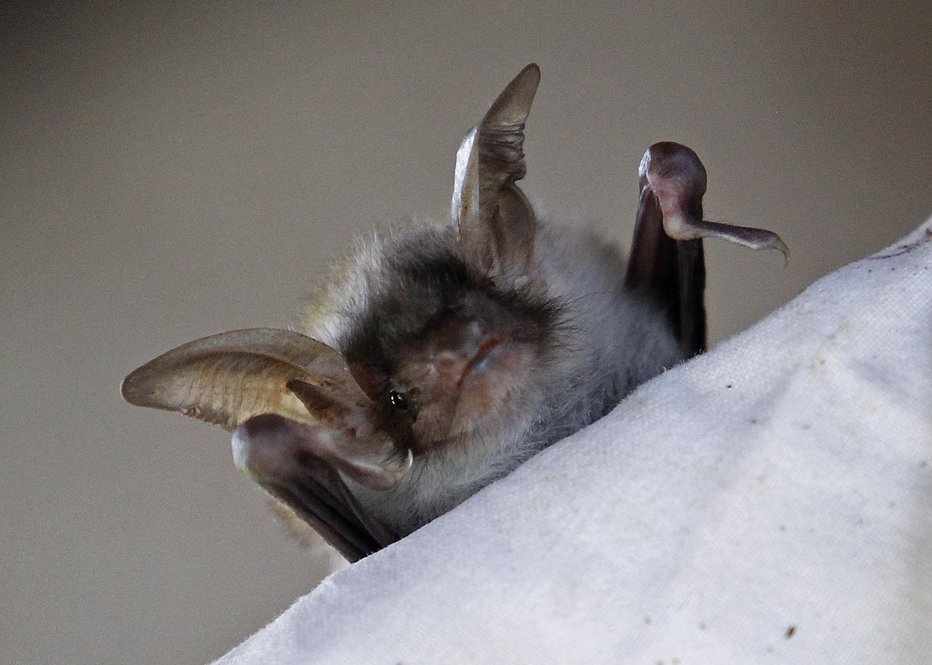 Fotografija: Novoodkriti virus so našli pri netopirjih. FOTO: Tomi Lombar, Delo