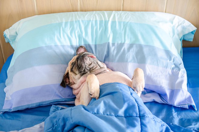 Super je imeti kužka, a postelja naj ne bo rezervirana zanj. FOTO: Fongleon356/Getty Images