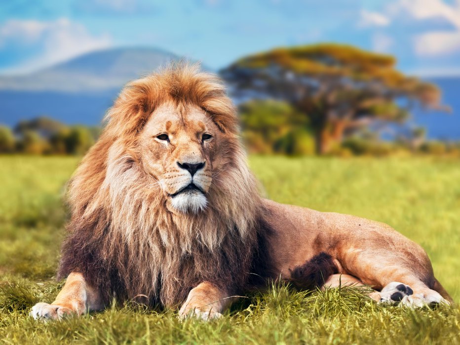 Fotografija: Kralj živali. FOTO: Niserin, Getty Images