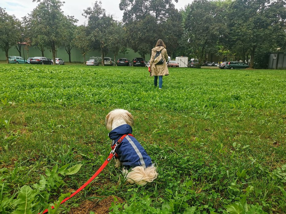 Fotografija: Individualno delo s psom – na fotografiji je trening odpoklica. FOTO: MAŠA OREL/FACEBOOK