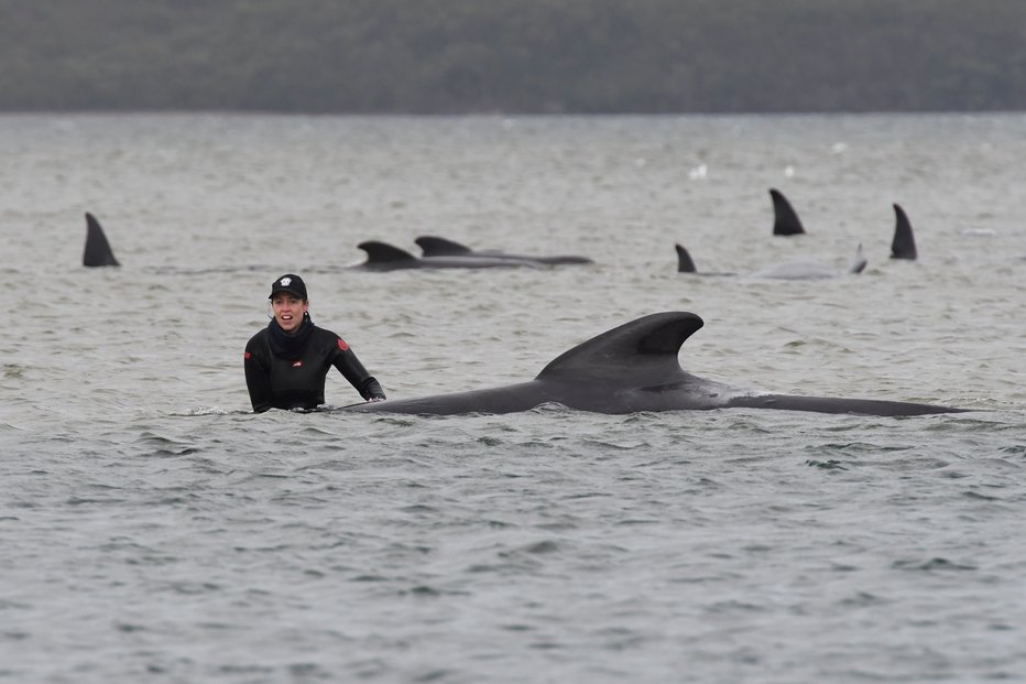 Fotografija: Na Novi Zelandiji so se skoraj vsi rešili. FOTO: Reuters