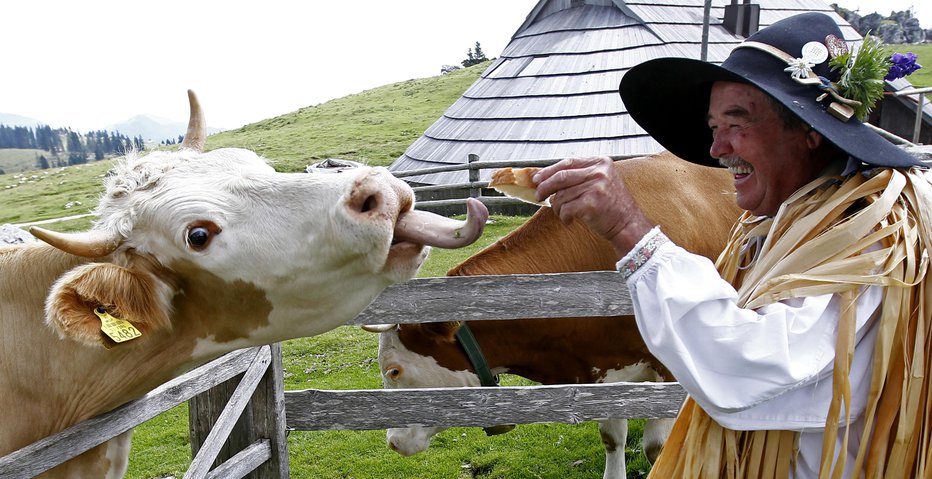 Fotografija: Planšarji in krave so del tradicije. FOTO: TOMI LOMBAR