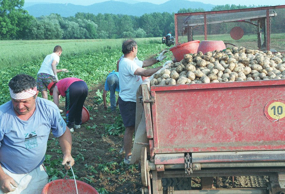 Fotografija: Pobiranje krompirja v Posavju leta 1999 FOTO: VLADO PODGORŠEK