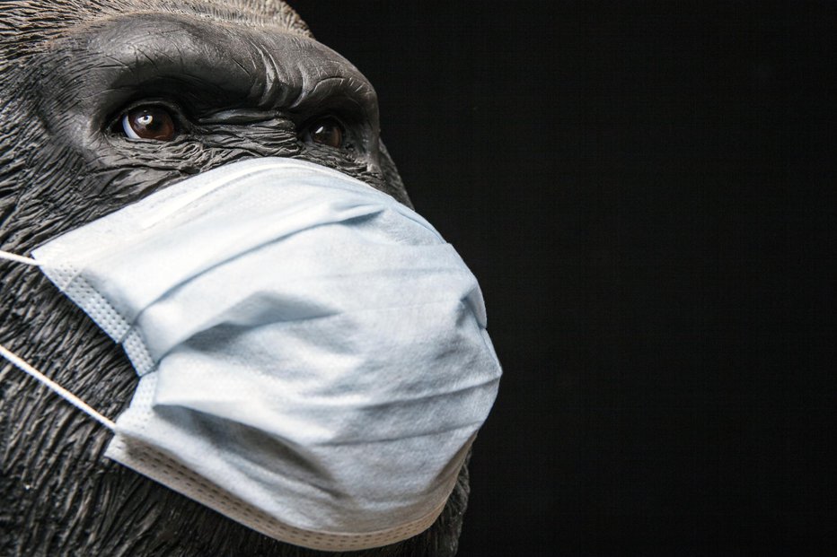 Fotografija: Covid-19 bi bil lahko za gorile usoden, se bojijo znanstveniki. FOTO: Gorlov/Getty Images