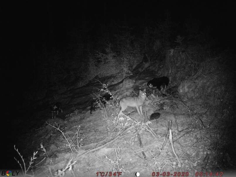 Fotografija: Nočna kamera je ujela volkuljo Belo v tropu z domačimi psi. FOTO: Boštjan Pahovnik