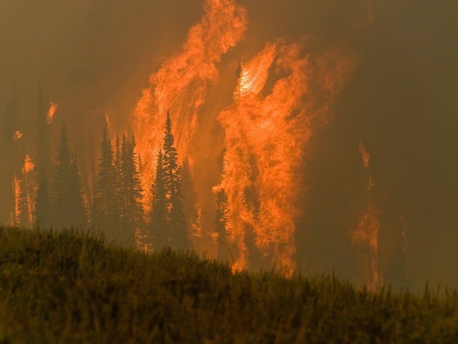 Fotografija: Zgorel je približno hektar (simbolična fotografija). FOTO: Handout, Reuters Pictures