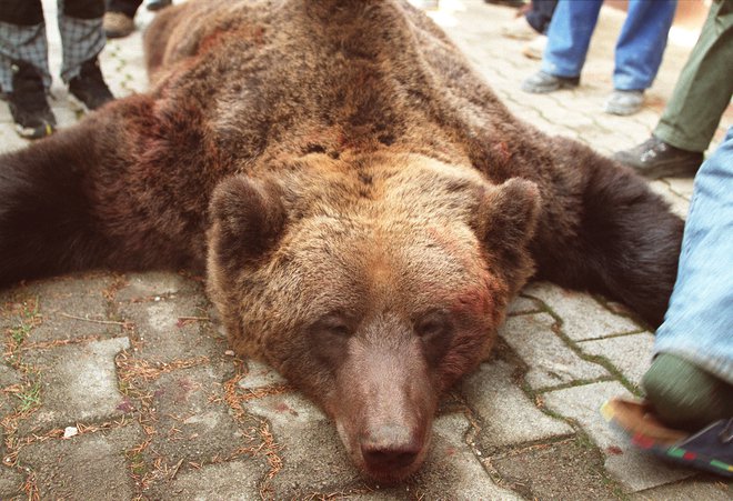 Leta 2002 je Jože Modic nad Metuljami na Notranjskem uplenil 340 kg težkega medveda. FOTO: LJUBO VUKELIČ