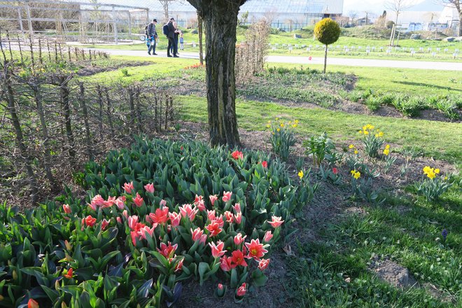 Zgodnji tulipani