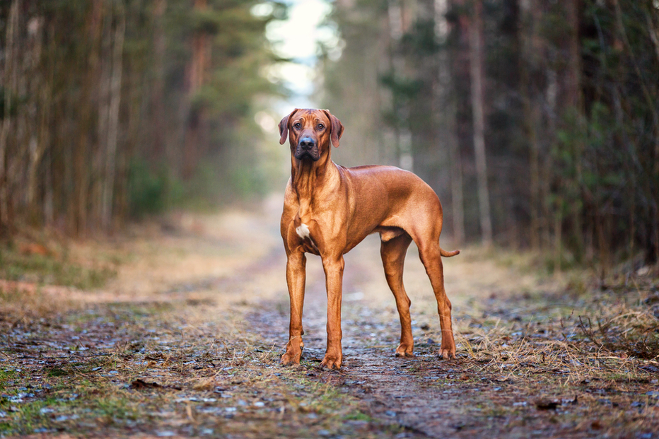 Fotografija: Psa sta po dolgih letih zlorabe našla prijazen dom (simbolična fotografija). FOTO: Shutterstock