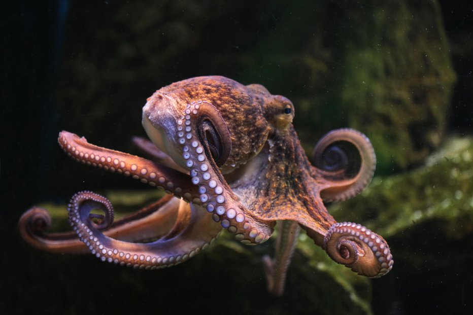 Fotografija: Hobotnica tistega dne očitno ni bila najboljše volje (simbolična fotografija). FOTO: Getty Images/istockphoto