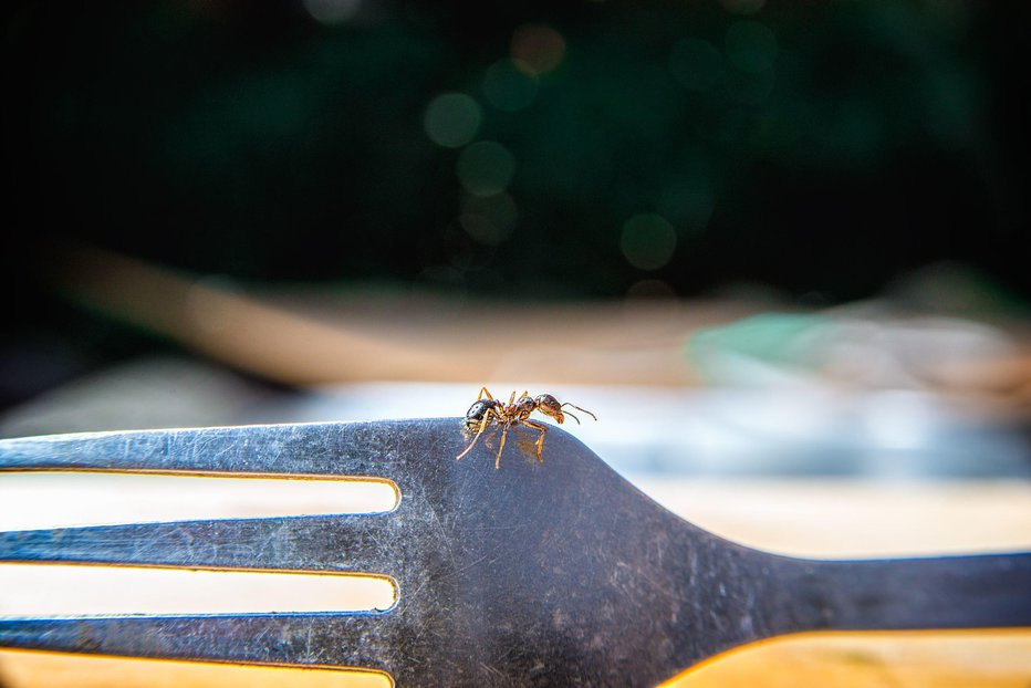 Fotografija: Mravlje že iščejo hrano – predvsem po kuhinjah in policah s sladkimi živili. FOTO: Roman Kondrashov, Shutterstock