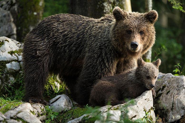 Fotografija: Opazili so medvedjo družino (simbolična fotografija). FOTO: Slovenske novice