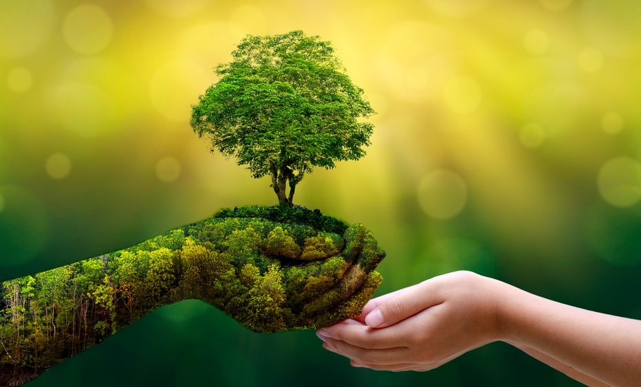 Fotografija: environment Earth Day In the hands of trees growing seedlings. Bokeh green Background Female hand holding tree on nature field grass Forest conservation concept
