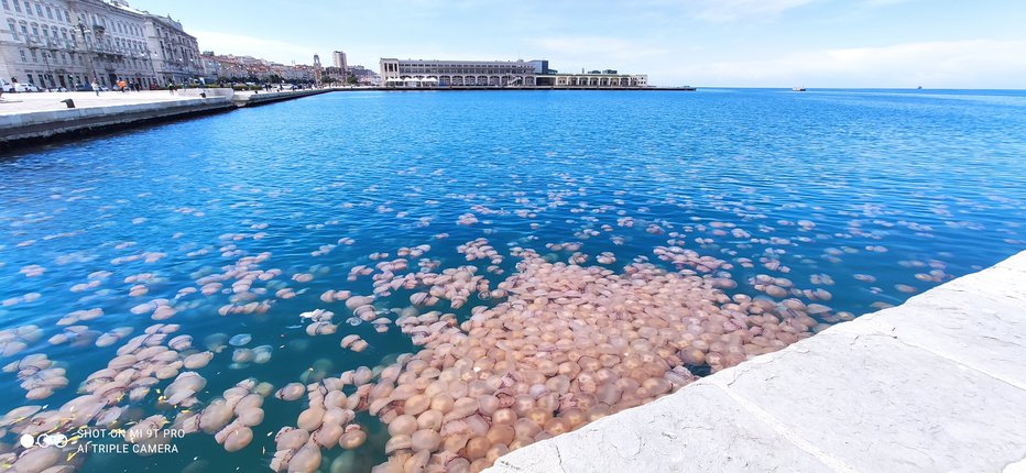 Fotografija: Množica meduz v Trstu. FOTO: Lorenzo Zuffi Via, Reuters