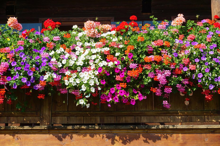 Fotografija: Nič ni lepšega, kot je pogled na s cvetjem obdan balkon, teraso, verando ali okensko polico. FOTO: Phg Pictures/Getty Images