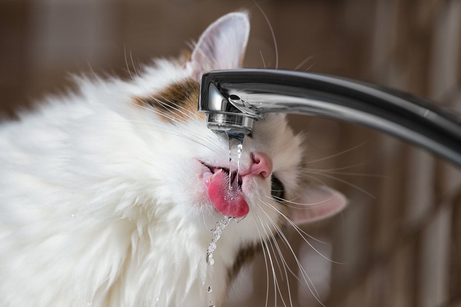 Fotografija: Kakšno vodo pa ima rada vaša mačka? FOTO: Phant, Shutterstock