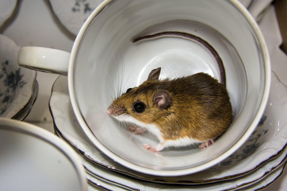 Fotografija: Previdno pri čiščenju in opravilih na vrtu, spet naraščajo primeri mišje mrzlice. FOTO: Landshark1, Shutterstock