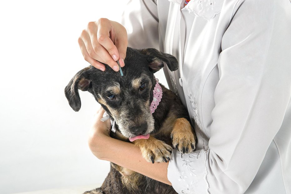Fotografija: Akupunktura za pse je danes običajno zdravljenje. FOTO: Elayne Massaini/Getty Images