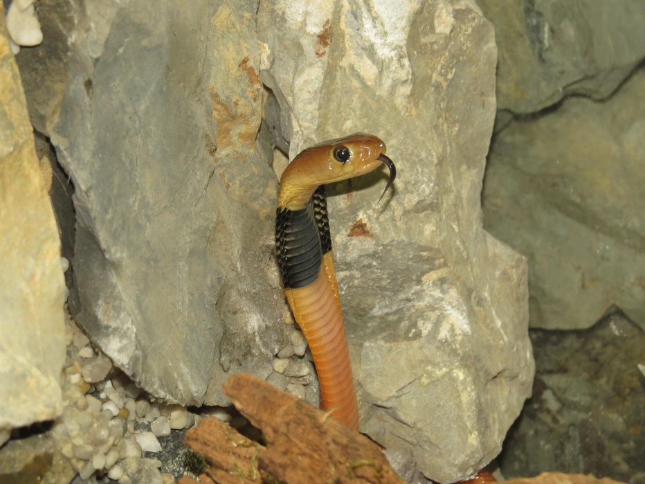 Fotografija: Pobegla rdeča pljuvajoča kobra, ki so jo našli v Piranu, je nevarna za ljudi, ker pljuva strup v oči. Foto: Griša Planinc