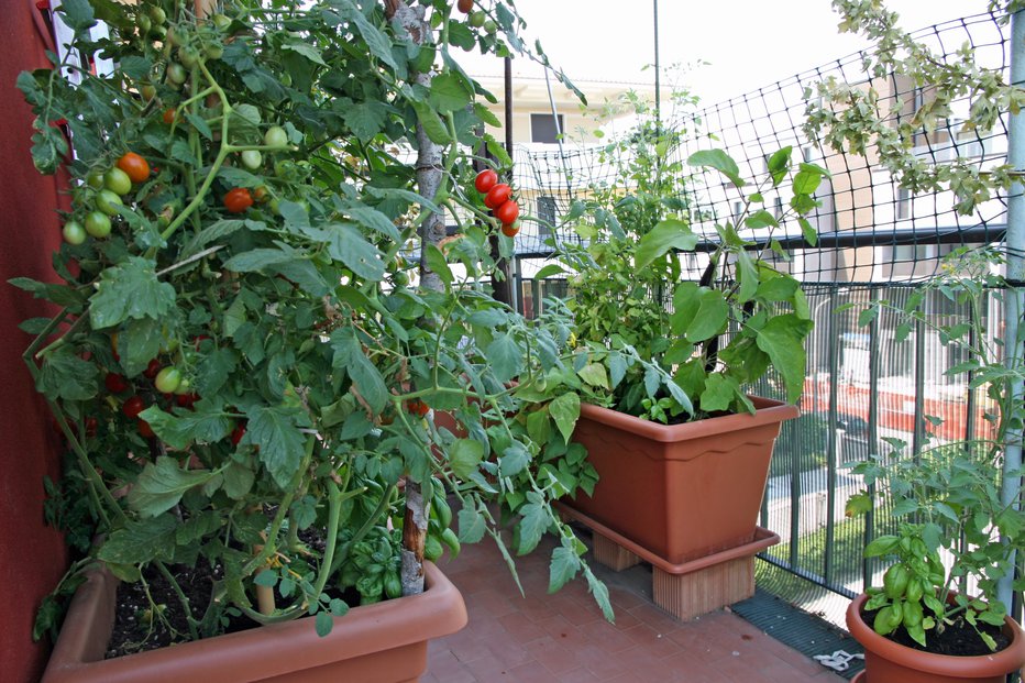 Fotografija: Češnjev paradižnik je kot nalašč za gojenje na balkonu. FOTO: Shutterstock Photo