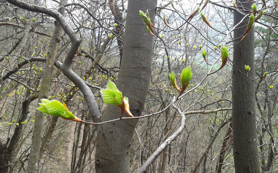 Fotografija: Na sprehodih v gozdu opazimo, da se sramežljivo prikazujejo prvi listi drevja. FOTO: Maja Štolekar