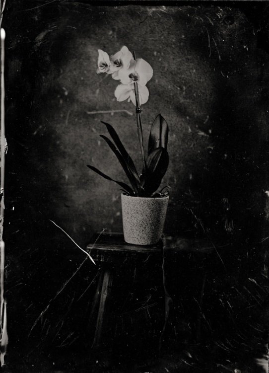 Tihožitje z belim cvetom FOTO: Žan Koprivnik