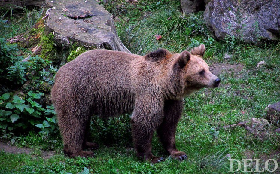 Fotografija: O pojavu medveda je policija obvestila predstavnike lovske družine (simbolična fotografija). FOTO: Blaž Samec