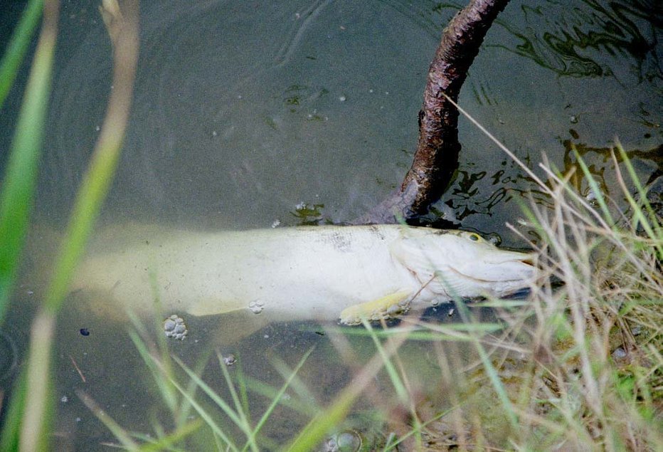 Fotografija: Pogin rib FOTO: Iztok Umer