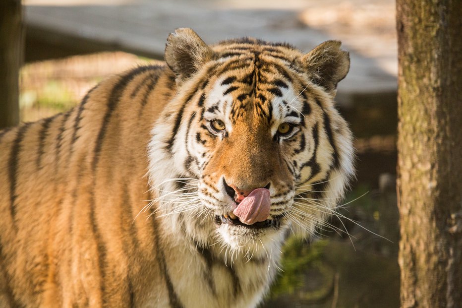 Fotografija: Sibirski tiger. FOTO: Zoo Ljubljana