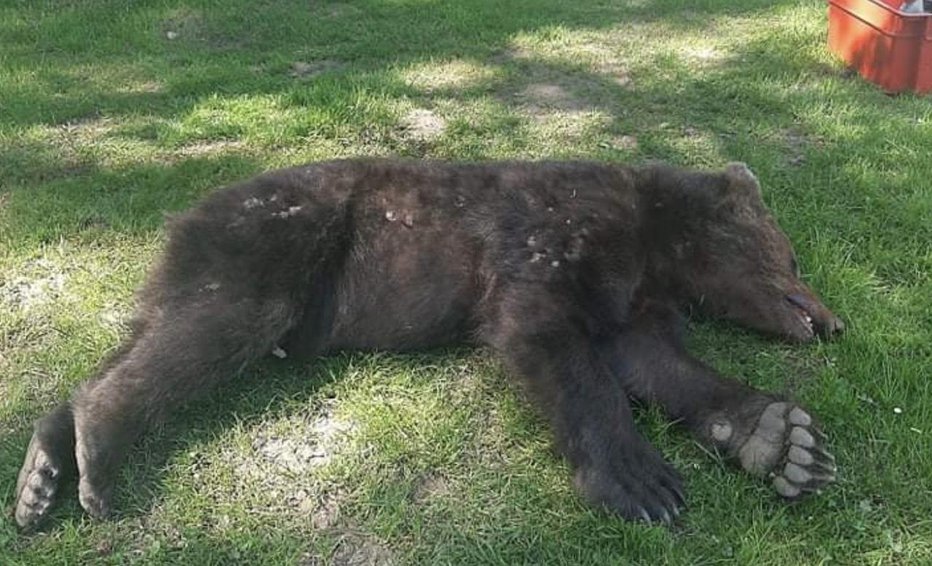 Fotografija: Ustreljeni žetalski medved. FOTO: LD Žetale
