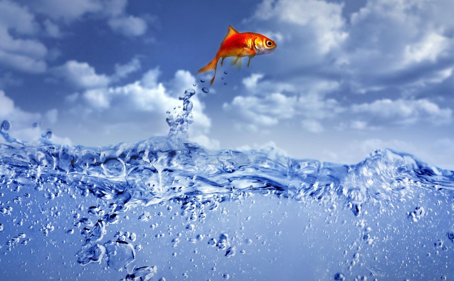 Fotografija: goldfish jumping out of the water