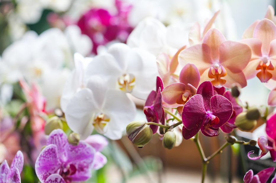 Fotografija: Priljubljene so zaradi čudovitih cvetov. FOTO: Besjunior, Getty Images