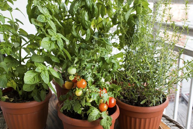 Vrtnarimo lahko tudi v loncih na balkonu. FOTO: Getty Images
