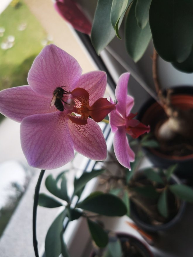 Olga je okrevala na orhideji. FOTO: osebni Arhiv