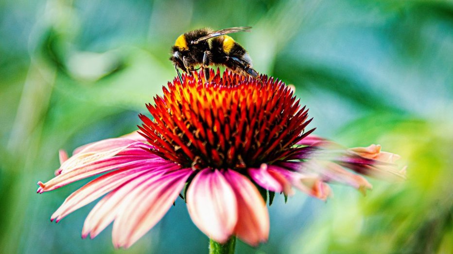Fotografija: Če ne bi bilo čebel, bi bilo človeštvo ogroženo. FOTO: Robert Marktl/shutterstock